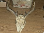  Kansas Whitetail WILD Deer Antlers Skull European Mount Cabin Mancave — photo 7