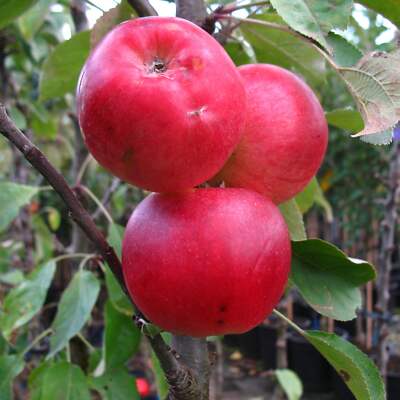 Säulenapfel 1a-plant 'Finn'  