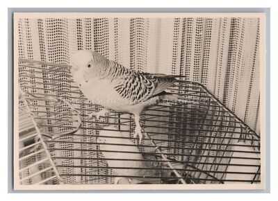 Budgie on Cage - Vintage Photo 1950s