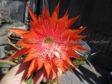 Epiphyllum Aporophyllum 'Peggy Cartwheel' 2 cuttings