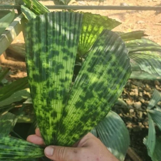 Rare Plants for sale - eBay