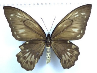 ENTOMOLOGIE SCHMETTERLING: ORNITHOPTERA PRIAMUS URVILLIANUS ♀ BOUGAINVILLE