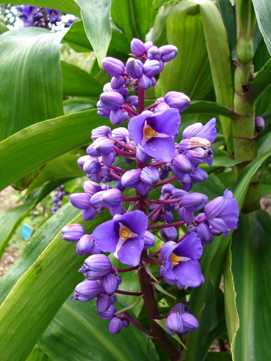 Gorgeous ~SAPPHIRE BLUE GINGER~ From Hawaii Starter PLANT | eBay