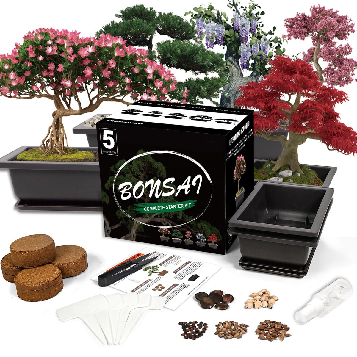 ginseng bonsai care Ficus Retusa 'Microcarpa Ginseng' – Snakeroot Botanicals main image 1