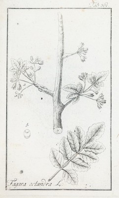 Stahlbaum Fagara octandra Kupferstich Plantarum Medicinalium Zorn 1784