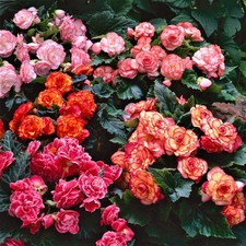 Begonia Cascade Mix 6 Flower Bulbs - Summer Colorful Blooms in Partial Sun