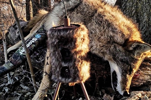 Portable Super Critter Decoy: 20-Hour Battery Life & Remote Control Ready - Picture 4 of 10