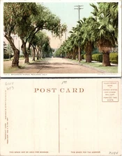 Brookside Avenue Trees Redlands California CA Postcard