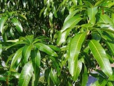 Ceilán Hojas de mango secas de alta calid…