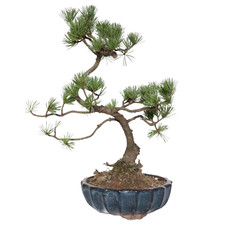 Bonsai di Pino - Pinus Parviflora Pentaphylla - Bonsai Esterno Vero Ornamentale