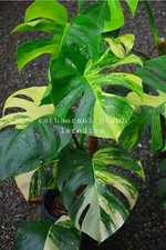 monstera aurea varieagata Cięty rozmiar.. gratis fito