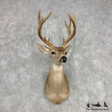 #21581 E | Columbian Black-tailed Deer Taxidermy Shoulder Mount For Sale