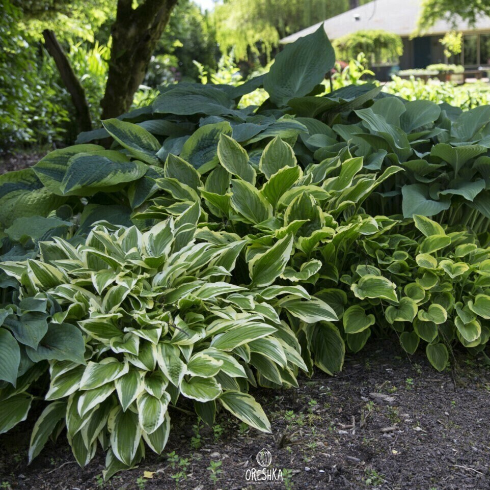 Hosta mix of 4 colors 15 PCS fresh seeds, Hosta mix seeds, Hostas ...