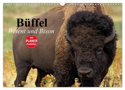 Büffel. Wisent und Bison (Wandkalender 2025 DIN A3 quer), CALVENDO...