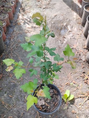 Washington Hawthorn Tree, 1 Gallon Pot.