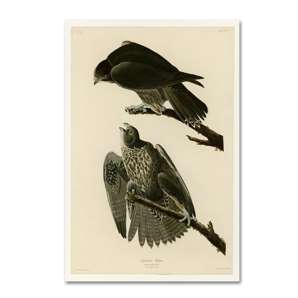 Labrador Falcon Plate 196 Wall Decor, 12x19