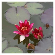 PYGMAEA RUBRA Small pond water lily - pond plants water lilies aquatic plants 