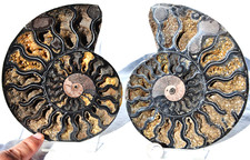 Large Black Ammonite Pair Crystals XL 155mm 110myo Dino age FOSSIL 6.2" n2331ss