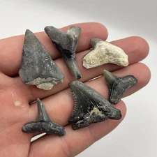 Shark Tooth Lot Mini Collection Snaggletooth Mako Bull Shark Tiger Shark Lemon