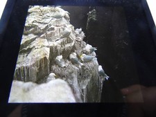 ANTIQUE REAL PHOTOGRAPH PHOTO ANIMAL BIRD MAGIC LANTERN SLIDE KITTIWAKES