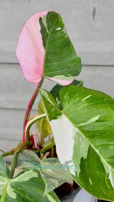 Philodendron White Princess Variegated Pink Leaf Houseplant leaf Rare Free  Phyto | eBay