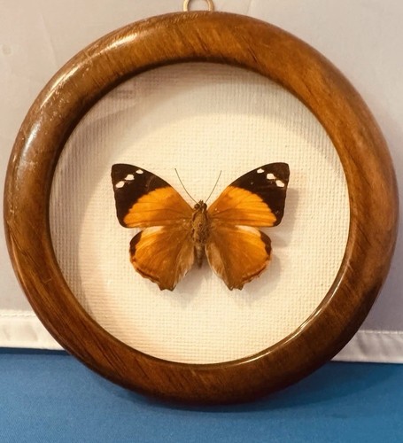 Vintage Brazil 7” Framed Smyrna Blomfildia Butterfly Taxidermy