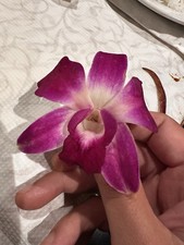 Dendrobium Kingianum waldor Nice Shape Fragrant Orchid Blooming Size