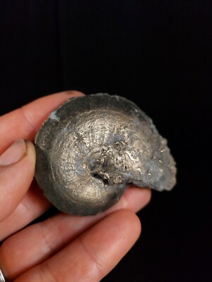 Großer goldener Pyrit Ammonit Fossil