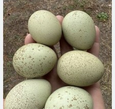 X 6 Rare Silverudds Eggs. Incubator Ready. Not Live Animal. Olive, Easter Eggers