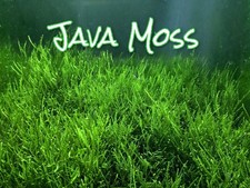 Java Moss Live Aquatic Plants Carpeting shrimp fish plants freshwater plants