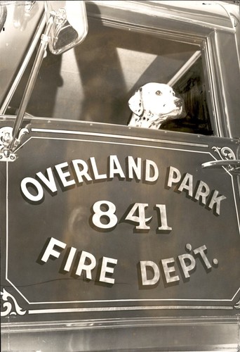 GA270 1966 Original Photo BELOVED FIRE DOG DALMATIAN Overland Park 841 Dept