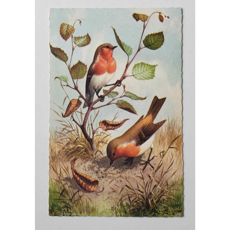 Robins Birds a Belgium Germany Postcard eBay