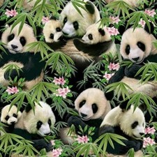 15 Inches Panda Bears Green Bamboo  blossom Cotton Fabric