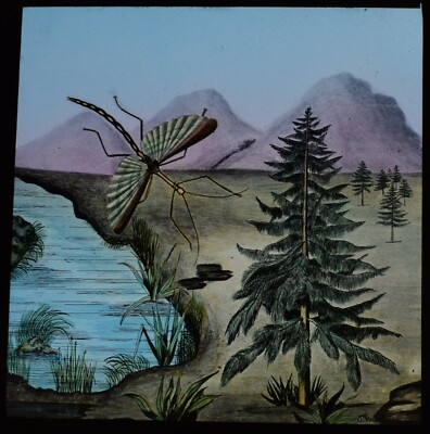 ANTIKE magische Laterne Dia WANDERNDES BLATT INSEKT UM 1890 VIKTORIANISCHE ZEICHNUNG INSEKT