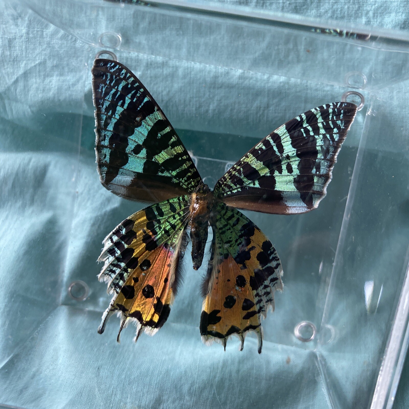 Vtg 90’s Morris hill rare butterfly art lucite box real butterfly rare species agrohort.ipb.ac.id
