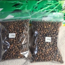 2024Sep.  NEW!  water spinach ong choy 4000+ seeds （200 g） Vegetable