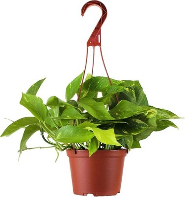 Shop Succulents Golden Pothos Hanging Plant, Live Indoor Plant, Easy Care Han...