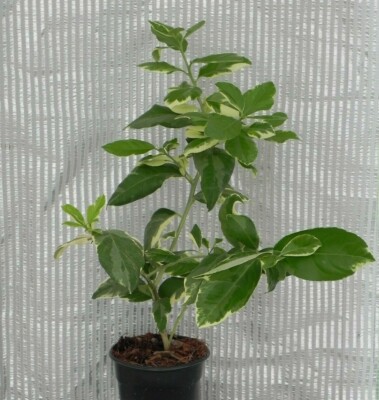 Pink Variegated Eureka Lemon Tree/Bush - 12-15