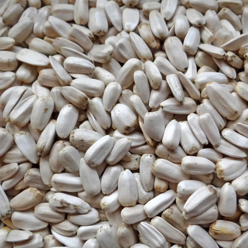 WITTE MOLEN Sonnenblumenkerne weiß 3 kg ägyptische SBK Papageienfutter doppelt gereinigt