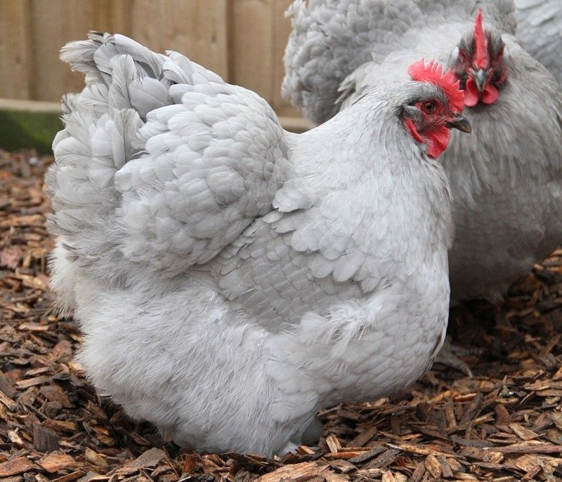 6 Farm Fresh Hatching Eggs Fancy BLUE LACED RED WYANDOTTE Brahpi Orpington ❤️eb