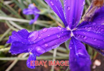 FOTO REGENTROPFEN NAHAUFNAHME EINER IRIS IM GARTEN
