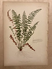 Meehan Prang Original Chromolithograph Botanical Print ASPLENIUM PARVULUM