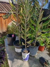 1 KALANCHOE MADRE DE MILES ARANTO MOTHER OF THOUSANDS BUY 1 GET 1 FREE