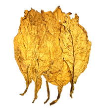 Virginia Gold Tabakblätter Rohtabak, Tabak Deko Klasse II