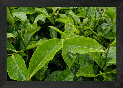 Teeplantage Gerahmtes Wandbild Poster Leinwanddruck Bild