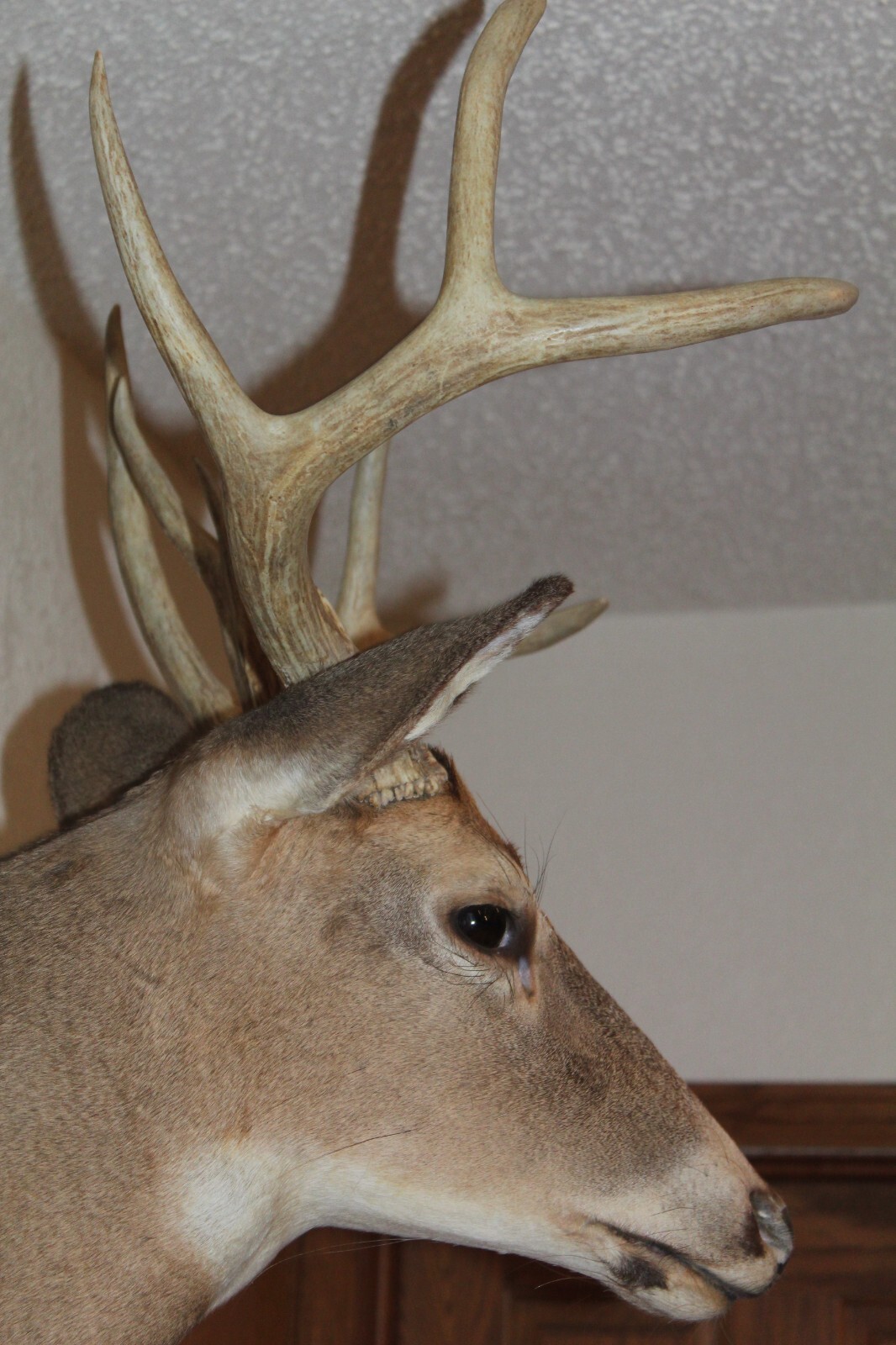 Whitetail Deer Head Shoulder Mount Taxidermy Cape Shed Antler Hunt Mule Rack
