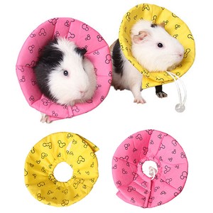 guinea pig collar