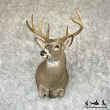 #28161 P | Whitetail Deer Taxidermy Shoulder Mount For Sale