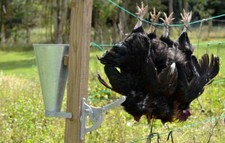 Humane poultry dispatcher 