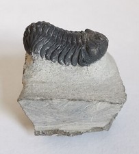 Autentico trilobit Drotop 4,8 cm dal Marocco - bellissimo e impressionante raro trilobit